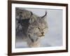 Canada Lynx-DLILLC-Framed Premium Photographic Print