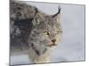 Canada Lynx-DLILLC-Mounted Premium Photographic Print