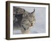 Canada Lynx-DLILLC-Framed Photographic Print