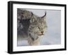 Canada Lynx-DLILLC-Framed Photographic Print