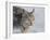 Canada Lynx-DLILLC-Framed Photographic Print