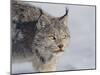 Canada Lynx-DLILLC-Mounted Photographic Print