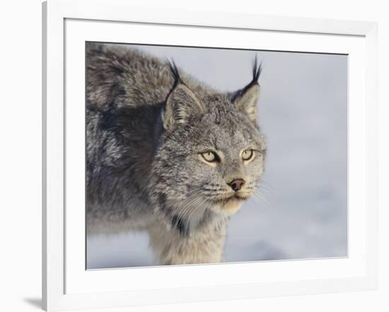 Canada Lynx-DLILLC-Framed Photographic Print