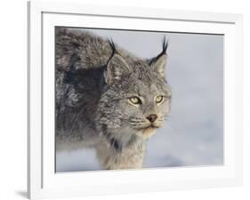 Canada Lynx-DLILLC-Framed Photographic Print