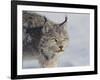 Canada Lynx-DLILLC-Framed Photographic Print