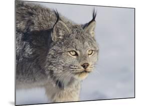 Canada Lynx-DLILLC-Mounted Photographic Print