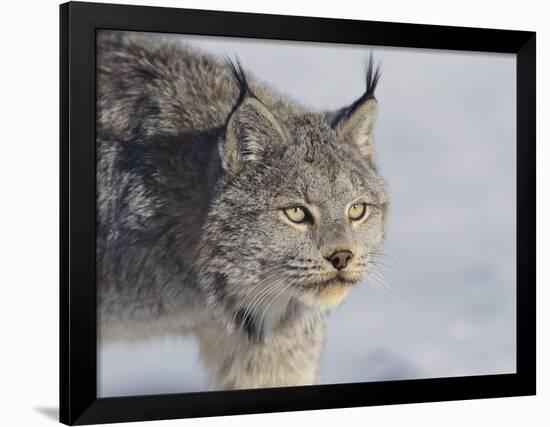 Canada Lynx-DLILLC-Framed Photographic Print