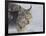 Canada Lynx-DLILLC-Framed Photographic Print