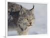 Canada Lynx-DLILLC-Framed Photographic Print