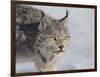 Canada Lynx-DLILLC-Framed Photographic Print