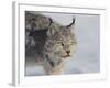 Canada Lynx-DLILLC-Framed Photographic Print