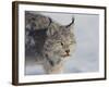 Canada Lynx-DLILLC-Framed Photographic Print