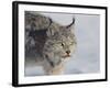 Canada Lynx-DLILLC-Framed Photographic Print