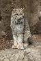 Laminate