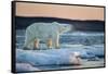 Canada, Male Polar Bear Standing on Drifting Pack Ice, Wager Bay and Ukkusiksalik National Park-Paul Souders-Framed Stretched Canvas