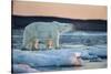 Canada, Male Polar Bear Standing on Drifting Pack Ice, Wager Bay and Ukkusiksalik National Park-Paul Souders-Stretched Canvas