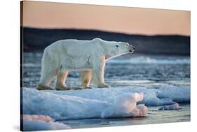 Canada, Male Polar Bear Standing on Drifting Pack Ice, Wager Bay and Ukkusiksalik National Park-Paul Souders-Stretched Canvas