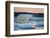 Canada, Male Polar Bear Standing on Drifting Pack Ice, Wager Bay and Ukkusiksalik National Park-Paul Souders-Framed Photographic Print