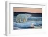 Canada, Male Polar Bear Standing on Drifting Pack Ice, Wager Bay and Ukkusiksalik National Park-Paul Souders-Framed Photographic Print