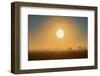 Canada, Manitoba, Altona. Foggy sunrise and shelterbelt trees.-Jaynes Gallery-Framed Photographic Print