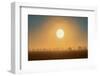 Canada, Manitoba, Altona. Foggy sunrise and shelterbelt trees.-Jaynes Gallery-Framed Photographic Print