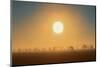 Canada, Manitoba, Altona. Foggy sunrise and shelterbelt trees.-Jaynes Gallery-Mounted Photographic Print
