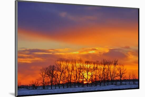 Canada, Manitoba, Altona. Winter sunrise on trees and prairie.-Jaynes Gallery-Mounted Photographic Print