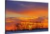 Canada, Manitoba, Altona. Winter sunrise on trees and prairie.-Jaynes Gallery-Stretched Canvas
