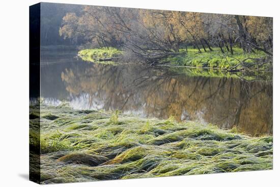 Canada. Manitoba. Autumn on Shore of Lasalle River. Canada-Jaynes Gallery-Stretched Canvas