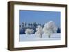 Canada, Manitoba, Birds Hill Provincial Park. Hoarfrost-covered trees in winter.-Jaynes Gallery-Framed Photographic Print