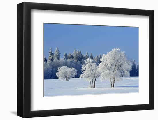 Canada, Manitoba, Birds Hill Provincial Park. Hoarfrost-covered trees in winter.-Jaynes Gallery-Framed Photographic Print