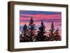 Canada, Manitoba, Birds Hill Provincial Park. Sunset silhouettes evergreen trees.-Jaynes Gallery-Framed Photographic Print