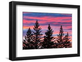 Canada, Manitoba, Birds Hill Provincial Park. Sunset silhouettes evergreen trees.-Jaynes Gallery-Framed Photographic Print