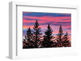 Canada, Manitoba, Birds Hill Provincial Park. Sunset silhouettes evergreen trees.-Jaynes Gallery-Framed Photographic Print