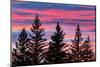 Canada, Manitoba, Birds Hill Provincial Park. Sunset silhouettes evergreen trees.-Jaynes Gallery-Mounted Photographic Print