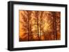 Canada, Manitoba, Birds Hill Provincial Park. Tree silhouettes at sunrise.-Jaynes Gallery-Framed Photographic Print