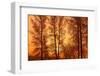 Canada, Manitoba, Birds Hill Provincial Park. Tree silhouettes at sunrise.-Jaynes Gallery-Framed Photographic Print