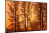 Canada, Manitoba, Birds Hill Provincial Park. Tree silhouettes at sunrise.-Jaynes Gallery-Mounted Photographic Print