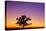 Canada, Manitoba. Bur oak tree in tall grass prairie at dawn.-Jaynes Gallery-Stretched Canvas