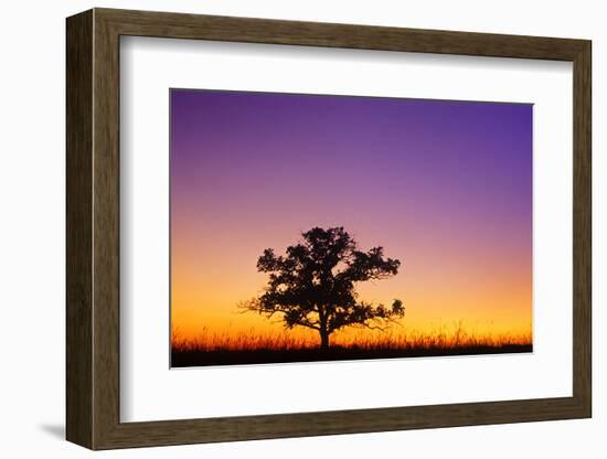 Canada, Manitoba. Bur oak tree in tall grass prairie at dawn.-Jaynes Gallery-Framed Photographic Print