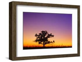 Canada, Manitoba. Bur oak tree in tall grass prairie at dawn.-Jaynes Gallery-Framed Photographic Print