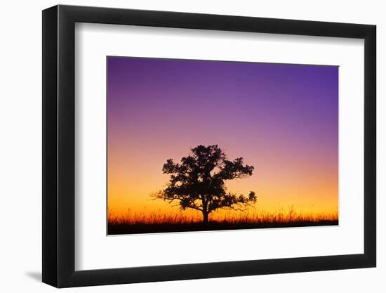 Canada, Manitoba. Bur oak tree in tall grass prairie at dawn.-Jaynes Gallery-Framed Photographic Print