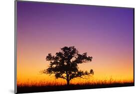Canada, Manitoba. Bur oak tree in tall grass prairie at dawn.-Jaynes Gallery-Mounted Photographic Print
