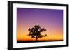 Canada, Manitoba. Bur oak tree in tall grass prairie at dawn.-Jaynes Gallery-Framed Photographic Print