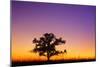 Canada, Manitoba. Bur oak tree in tall grass prairie at dawn.-Jaynes Gallery-Mounted Photographic Print