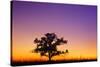 Canada, Manitoba. Bur oak tree in tall grass prairie at dawn.-Jaynes Gallery-Stretched Canvas