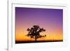 Canada, Manitoba. Bur oak tree in tall grass prairie at dawn.-Jaynes Gallery-Framed Photographic Print