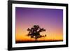 Canada, Manitoba. Bur oak tree in tall grass prairie at dawn.-Jaynes Gallery-Framed Photographic Print