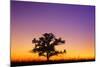 Canada, Manitoba. Bur oak tree in tall grass prairie at dawn.-Jaynes Gallery-Mounted Photographic Print