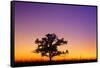 Canada, Manitoba. Bur oak tree in tall grass prairie at dawn.-Jaynes Gallery-Framed Stretched Canvas